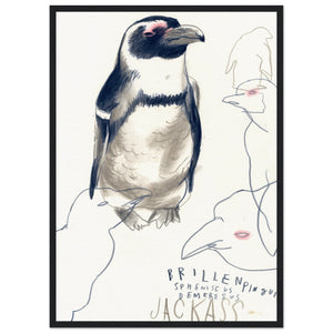 Jackass Penguin