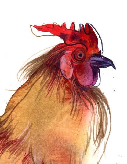 Rooster